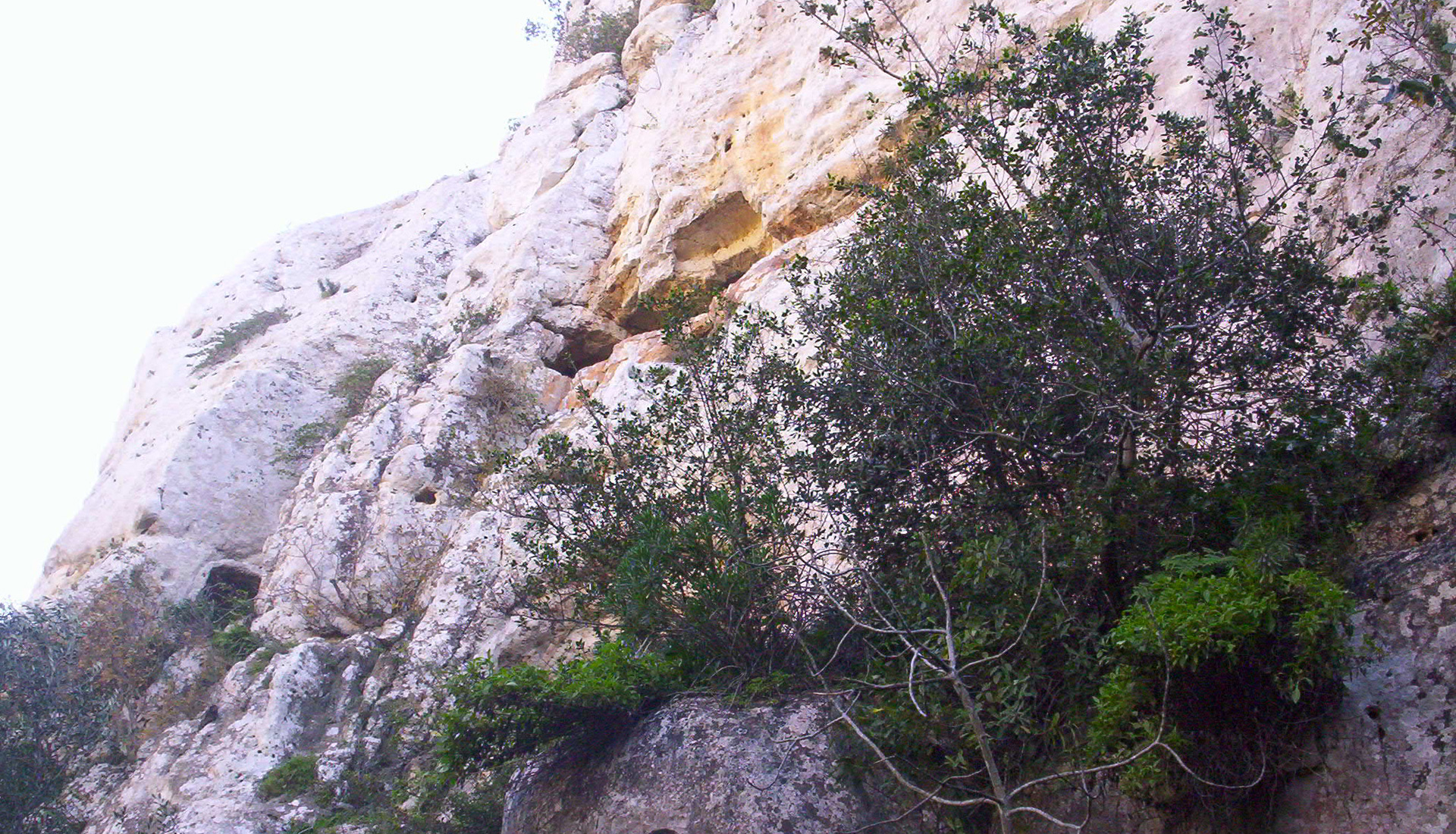 Roccia Calcarea Baulì